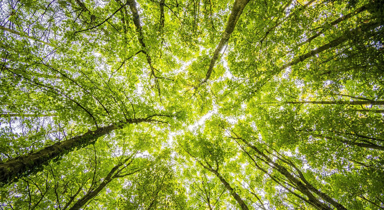 El crecimiento robusto de la forestación tiene un alto efecto  multiplicador en la economía, sin descuidar el medioambiente